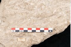 Foto (Detailansicht) von Plantae indet.  (NHMW-GEO-2024-0188-11654)